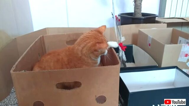 catinmaze6_640