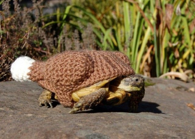 sweater-tortoise-cooked-turkey_e