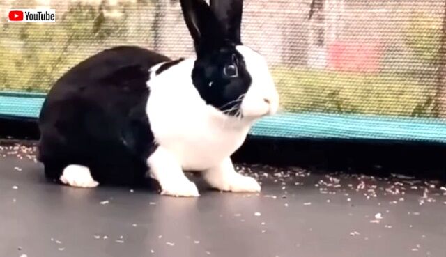 destroyerbunny2_640