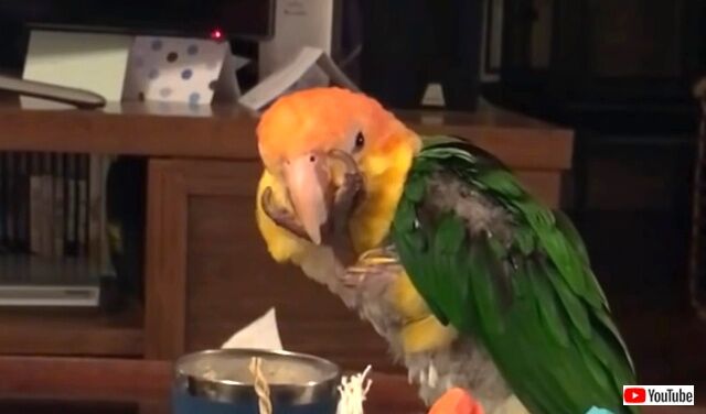 turtlethebird4_640
