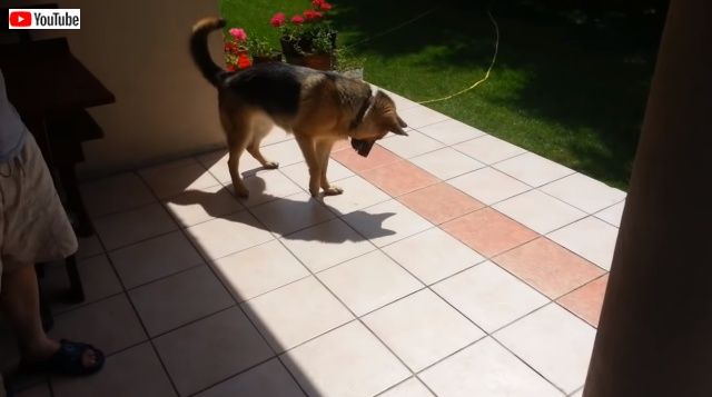 dognshadow2_640_e_640