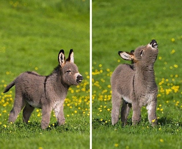 donkey1_e