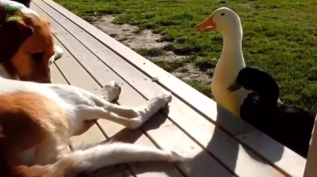 cutedogsnkitten3_e
