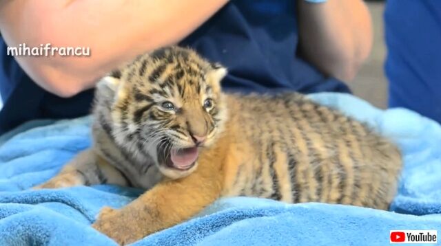 tigerbaby3_640