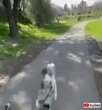 公園へやってきた犬 もう着くのが待ち切れない と全力ジャンプで大はしゃぎ マランダー 公園へやってきた犬 もう着くのが待ち切れない と全力ジャンプで大はしゃぎ マランダー