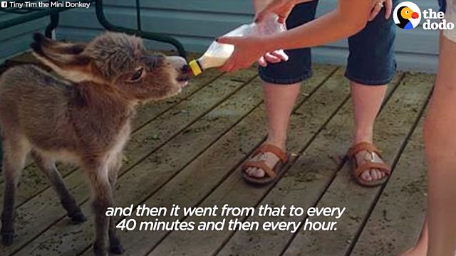 tinytimdonkey8