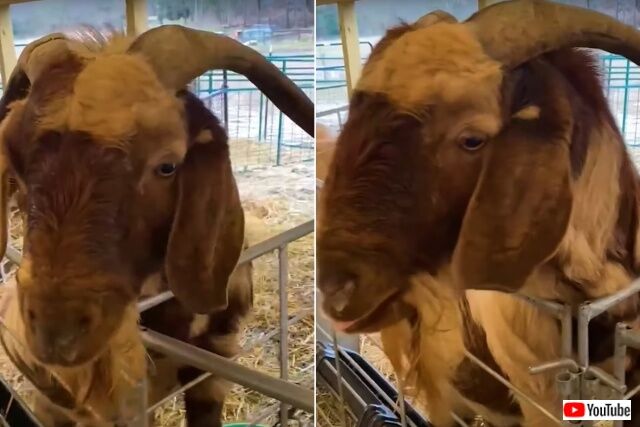 goat2_640