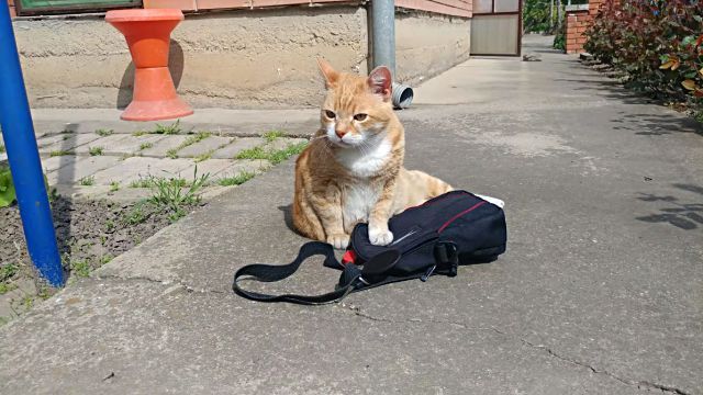 catnbag5