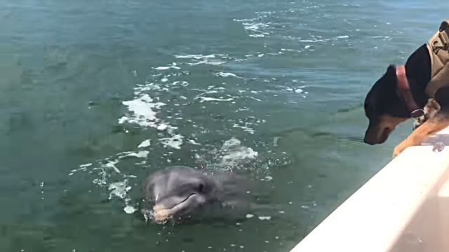 dogndolphin2