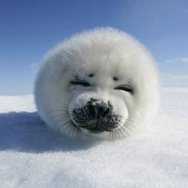 round-animals5_e