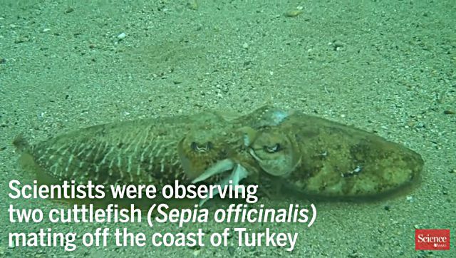 cuttlefish1