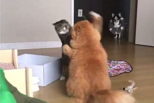 catsndog1