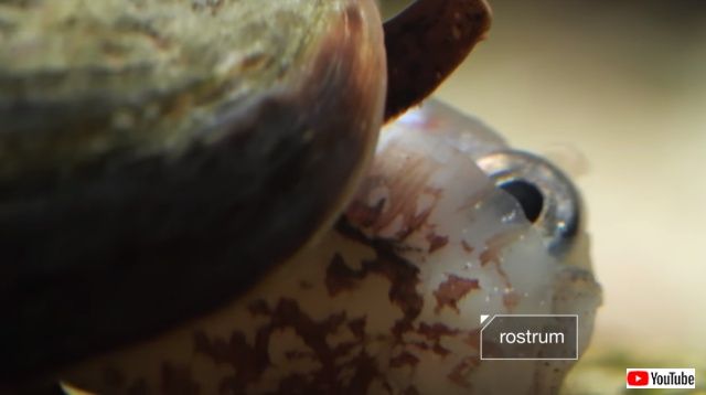 cunningsnails5_640