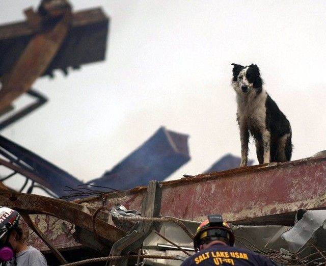 911dogs12_e