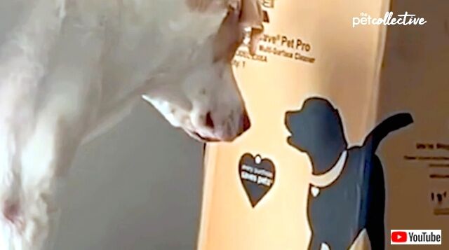 bestpets2_640