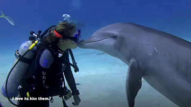 dolphinshark5