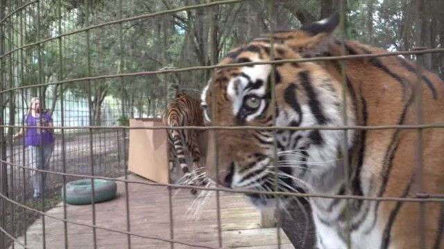 tigervsbox3_e
