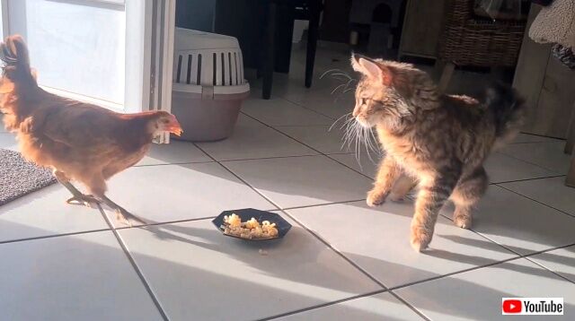 kittenbschicken7_640