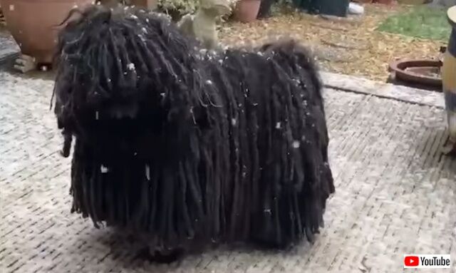 puli9_640