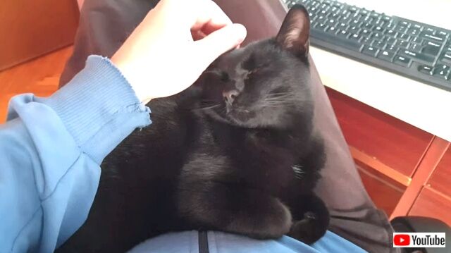 twocatsonelap5_640
