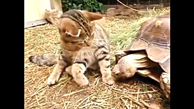 catntortoise3