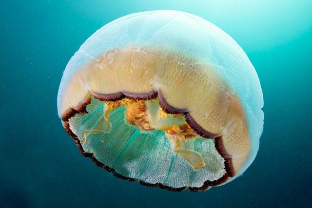 underwater-jellyfish-alexander-semenov-aquatis-22-2_e