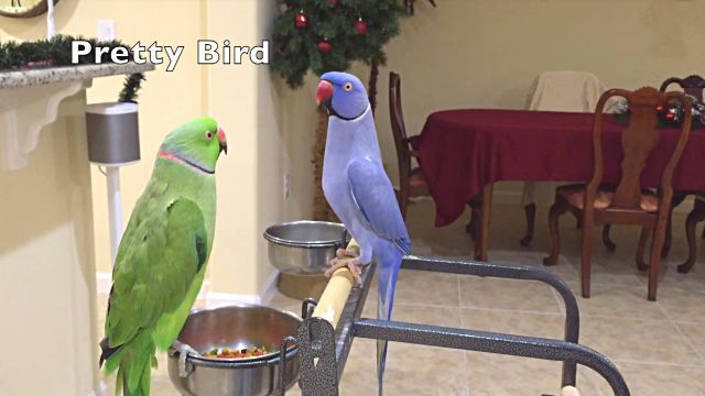 ringnecks4