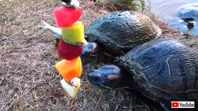 fishkabobs3_640