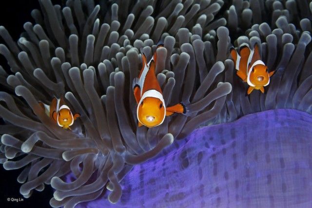 wildlife-photographer-of-the-year-42