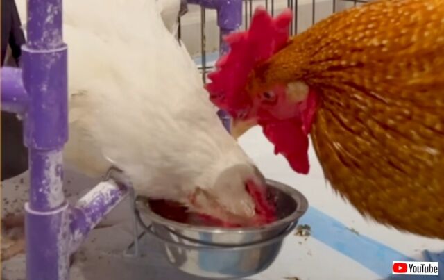 20230726_195300 (2)_batch