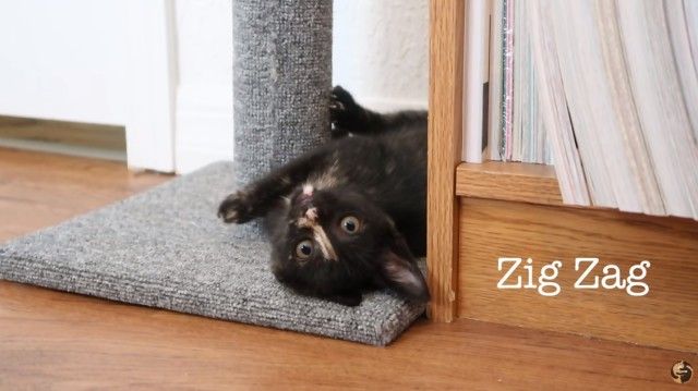 2newkittens4_e