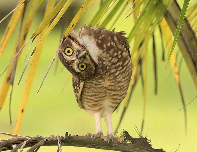 owl-photography-6__880_e