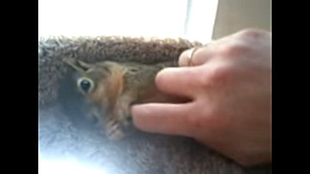 squirrel1
