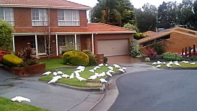 whitecockatoos1