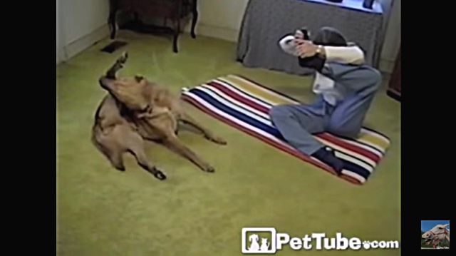 yogidog2