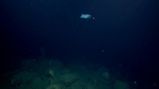 umbrellaoctopus1_e