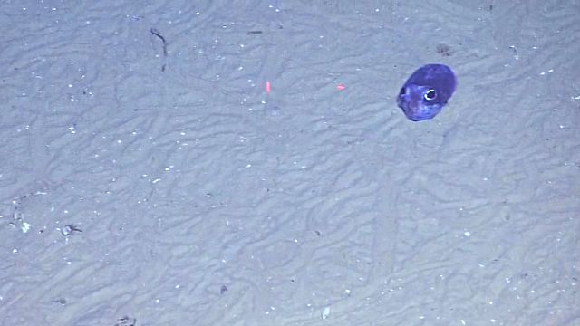 BobtailSquid1