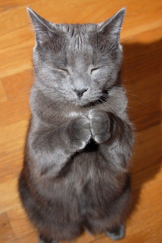 prayingcat15_e
