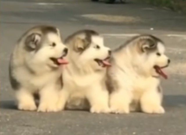 malamutepuppy1_e