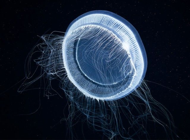 underwater-jellyfish-alexander-semenov-aquatis-8-3_e