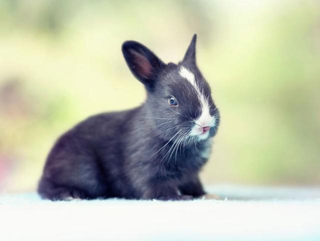 ウサギの赤ちゃんが生まれた 赤ちゃんウサギの生後30日間を撮影した成長記録を見てみよう カラパイア ウサギの赤ちゃんが生まれた 赤ちゃんウサギの生後30日間を撮影した成長記録を見てみよう カラパイア