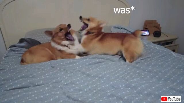 corgis2_640