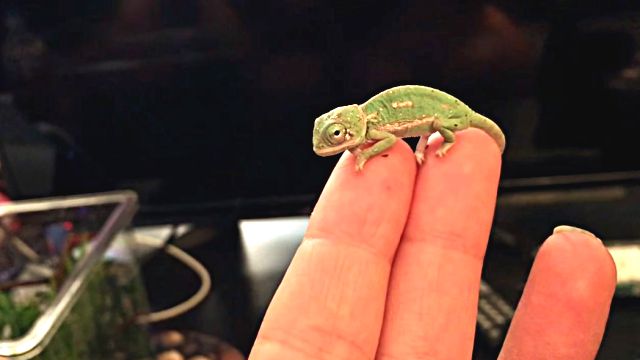 chameleonbaby1