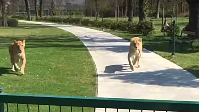 lionhug1