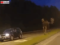 moose