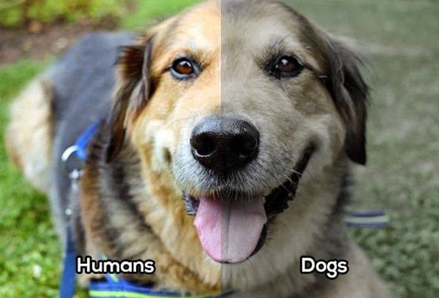whatanimalsees3