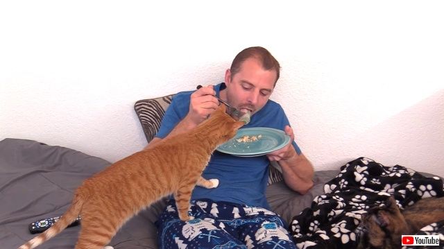 catsnshshi6_640