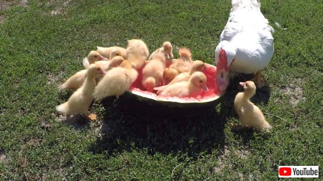 duckseatingwatermelon5_640