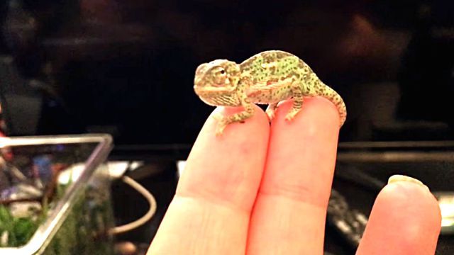 chameleonbaby4