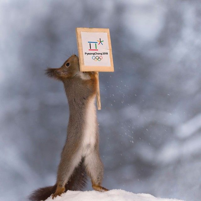 wintersportssquirrel6_e